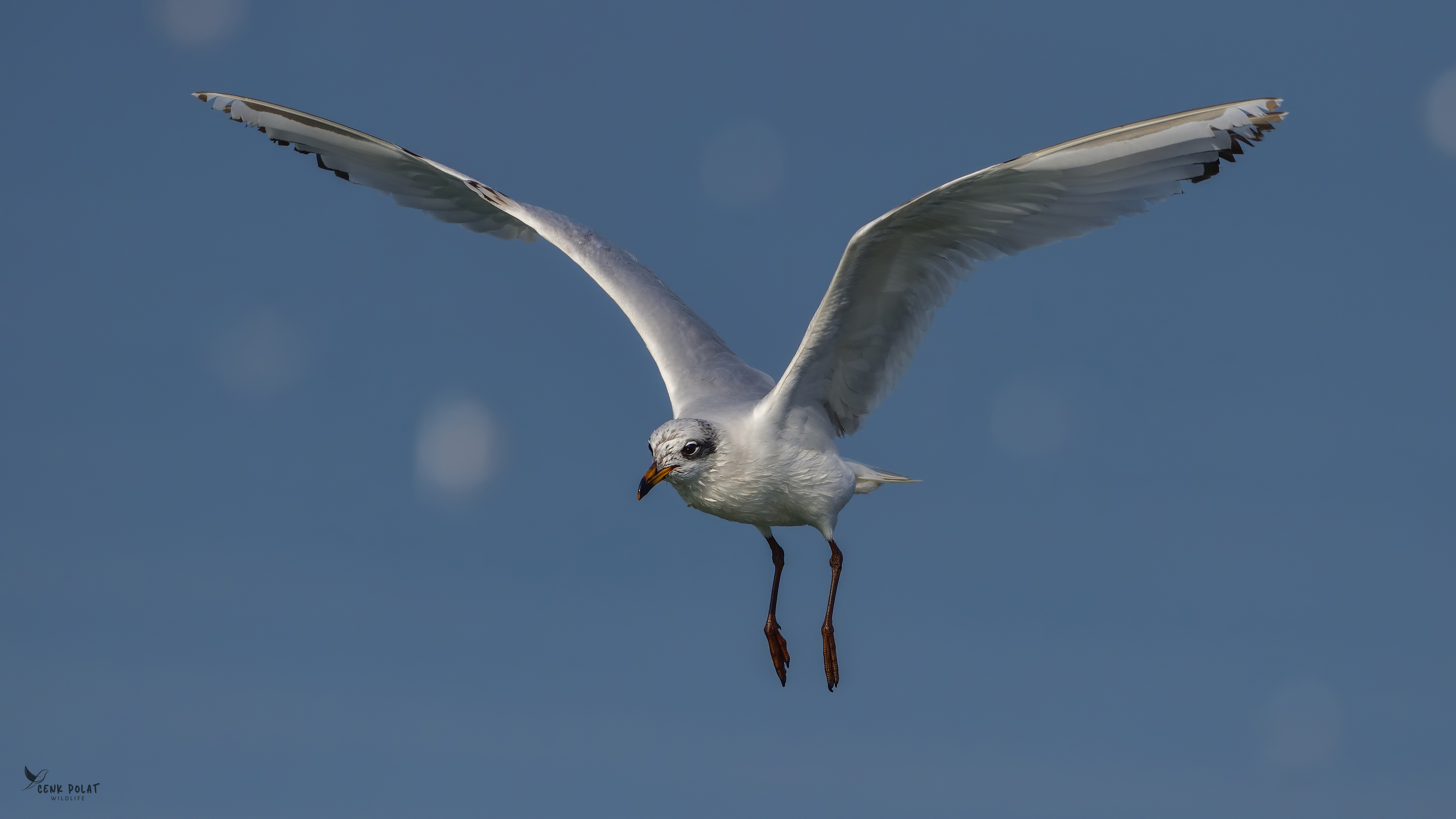 Mediterranean Gull — Ana fotoğraf